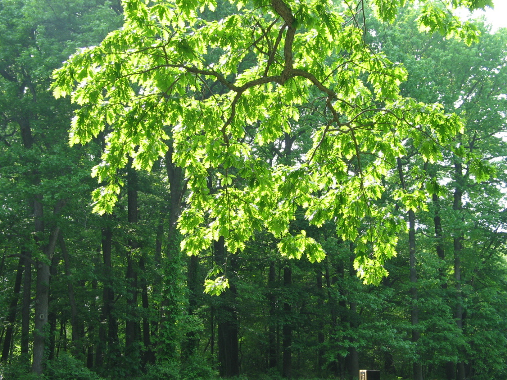 306-0630_IMG.JPG